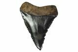 Serrated, Fossil Great White Shark Tooth #158856-1